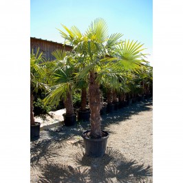 Palmier à chanvre 80cm