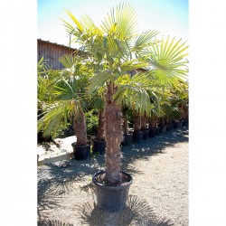 Palmier à chanvre 110cm